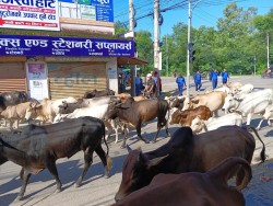 नेपालगञ्ज नगर क्षेत्रबाट दर्जनौं छाडा पशुचौपाया काञ्जीहाउस पुर्याइयो