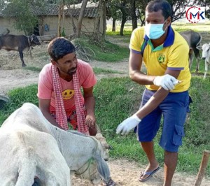 लम्पी स्कीनको संक्रमण बाँकेको जानकीमा देखिएपछि किसान चिन्तित