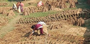 विकल्पविहीन विपन्न वर्ग अझैं बाँकेमा गुइँठाबाट गुजारा गर्दै