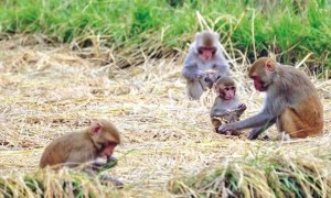 बाँदर आतंकले बालीनाली जोगाउनै सकस