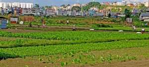 कृषि क्षेत्रको उत्पादनले आर्थिक वृद्धिमा सुधार