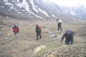 बुकि क्षेत्रमै बसेर यार्साको खोजी, दिनमा २५ वटा सम्म भेटिन्छन् यार्सागुम्बा