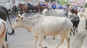 नेपालगन्जका सडकबाट छाडा पशु कान्जीहाउस लैँजाँदै उपमहानगर