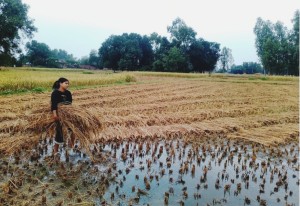 बाँकेमा आएको बेमौसमी वर्षाले पुर्‍यायो धानबालीमा क्षति