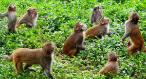 अन्न जोगाउन मंगलसेनका किसान खेतमै रातभर जाग्राम