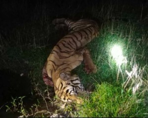 बाँकेको राप्तीसोनारीको कचनापुरमा पाटे बाघ मृत भेटियो