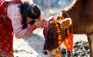 तिहारको तेस्रो दिन, आज गाई पूजा