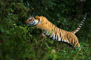 बर्दियाको राजापुरमा बाघको आक्रमणमा एक महिलाको मृत्यु