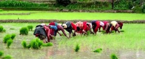 हालसम्म देशभर २७ प्रतिशत मात्र रोपाइँ