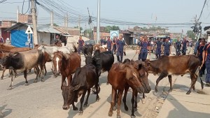 ७ दर्जन छाडा पशु नेपालगञ्ज बजारबाट कान्जीहाउस लगियो