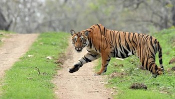 बाघसहित विभिन्न जनावरको आक्रमणमा ८३ जनाको मृत्यु