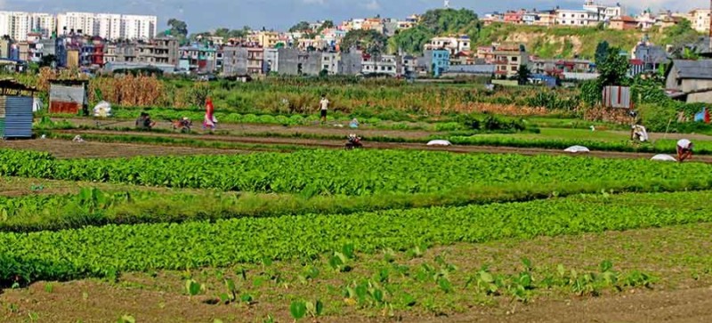 कृषि क्षेत्रको उत्पादनले आर्थिक वृद्धिमा सुधार